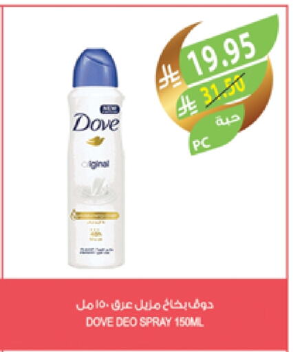 DOVE available at Farm  in KSA, Saudi Arabia, Saudi - Sakaka