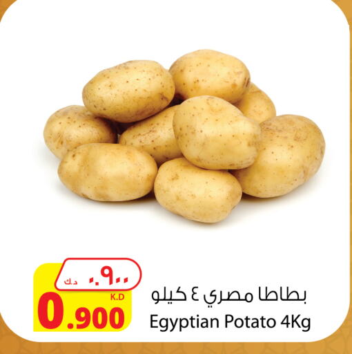 Potato from Egypt available at Agricultural Food Products Co. in Kuwait - Kuwait City