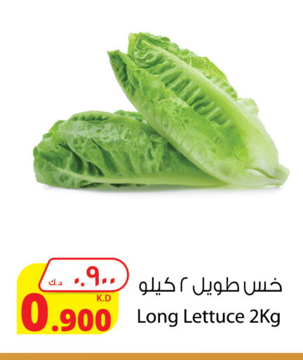 Lettuce available at شركة المنتجات الزراعية الغذائية in الكويت - محافظة الأحمدي