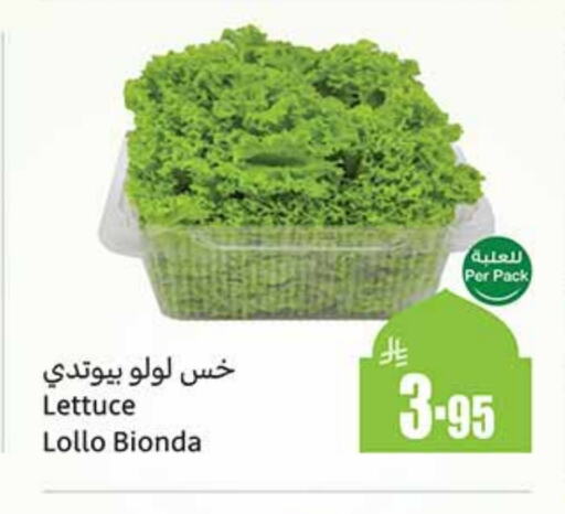 Lettuce available at Othaim Markets in KSA, Saudi Arabia, Saudi - Tabuk