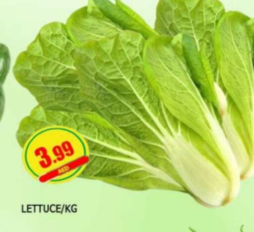 Lettuce available at المدينة in الإمارات العربية المتحدة , الامارات - الشارقة / عجمان