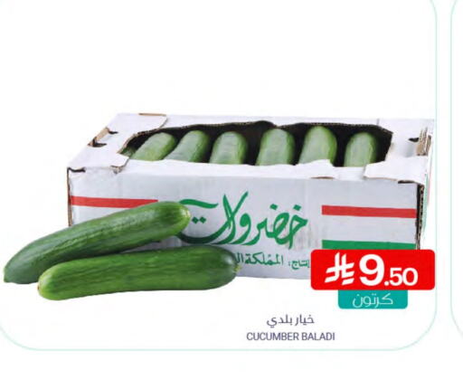 Cucumber available at Muntazah Markets in KSA, Saudi Arabia, Saudi - Dammam