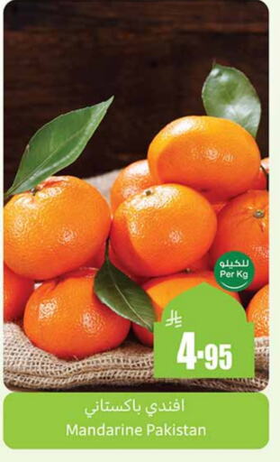 Orange from Pakistan available at Othaim Markets in KSA, Saudi Arabia, Saudi - Tabuk