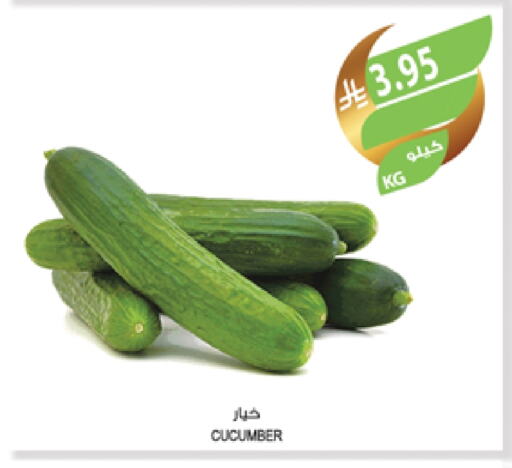 Cucumber available at Farm  in KSA, Saudi Arabia, Saudi - Tabuk