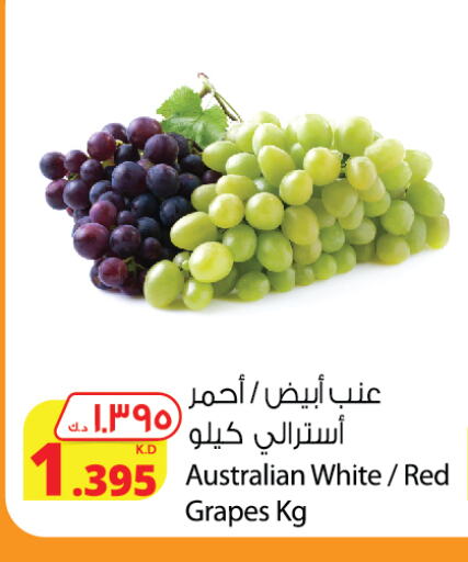 Fresh Fruits in Agricultural Food Products Co., Kuwait Offers - Kuwait Grapes from Australia available at Agricultural Food Products Co. in Kuwait - Ahmadi Governorate