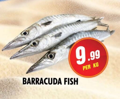 Fresh Fish in NIGHT TO NIGHT DEPARTMENT STORE, UAE Offers - United Arab Emirates available at NIGHT TO NIGHT DEPARTMENT STORE in UAE - Sharjah / Ajman