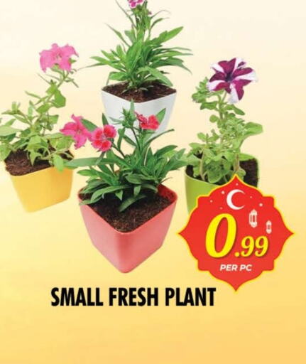 تأثيث وديكورات المنزل in نايت تو نايت, UAE Offers - الإمارات العربية المتحدة available at نايت تو نايت in الإمارات العربية المتحدة , الامارات - الشارقة / عجمان