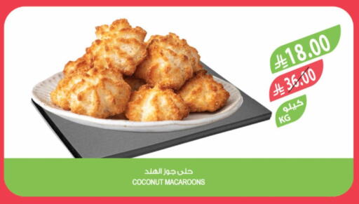 Coconut available at Farm  in KSA, Saudi Arabia, Saudi - Tabuk