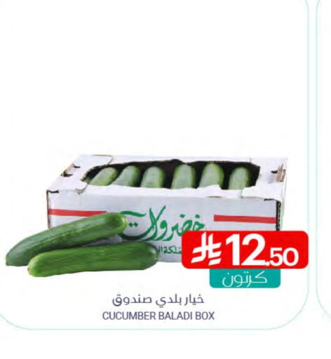 Cucumber available at Muntazah Markets in KSA, Saudi Arabia, Saudi - Qatif