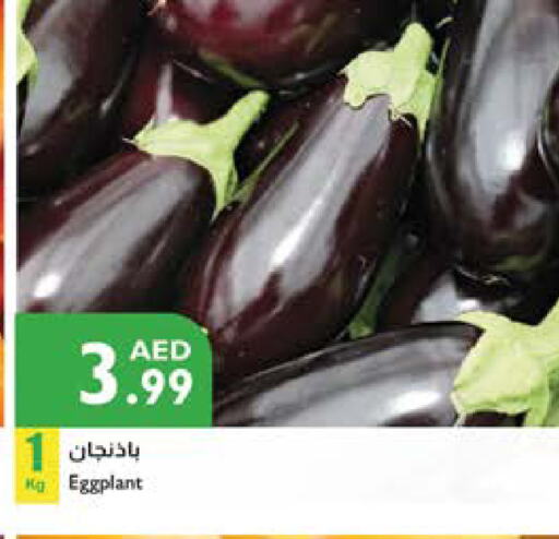 الخضروات الطازجة in إسطنبول سوبرماركت, UAE Offers - الإمارات العربية المتحدة Eggplant available at إسطنبول سوبرماركت in الإمارات العربية المتحدة , الامارات - ٱلْعَيْن