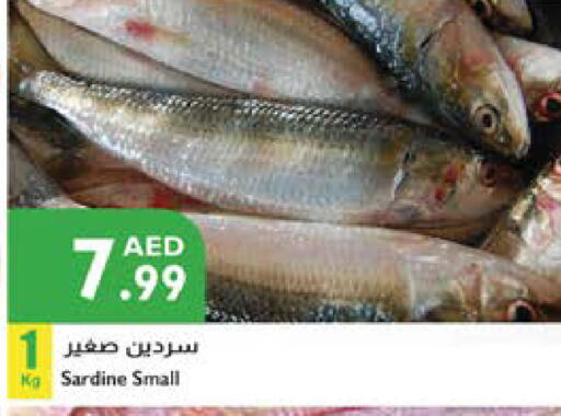 available at Istanbul Supermarket in UAE - Al Ain