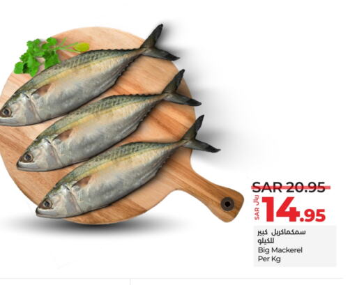الأسماك الطازجة in لولو هايبرماركت, المملكة العربية السعودية Offers - المملكة العربية السعودية available at لولو هايبرماركت in مملكة العربية السعودية, السعودية, سعودية - تبوك