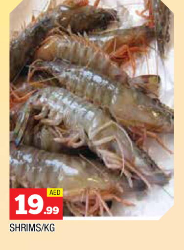 الأسماك الطازجة in المدينة, UAE Offers - الإمارات العربية المتحدة available at المدينة in الإمارات العربية المتحدة , الامارات - الشارقة / عجمان