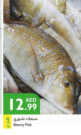 available at إسطنبول سوبرماركت in الإمارات العربية المتحدة , الامارات - الشارقة / عجمان