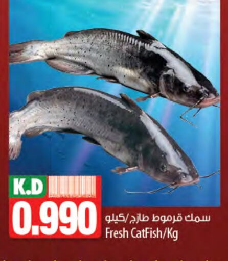 Fresh Fish in Mango Hypermarket , Kuwait Offers - Kuwait Mango available at Mango Hypermarket in Kuwait - Jahra Governorate
