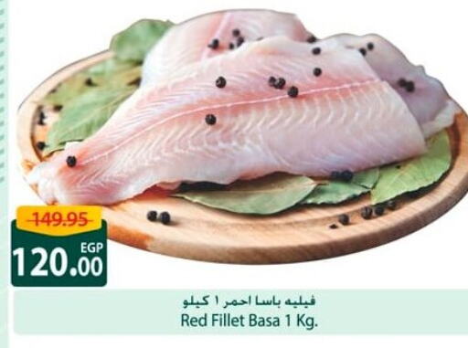 Frozen Fish in Spinneys , Egypt Offers - Egypt available at Spinneys in Egypt - Cairo