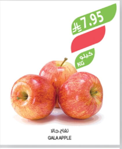 Fresh Fruits in Farm , Saudi Arabia Offers - Saudi Arabia Apples available at Farm in KSA, Saudi Arabia, Saudi - Qatif