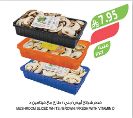 Mushroom available at Farm  in KSA, Saudi Arabia, Saudi - Sakaka