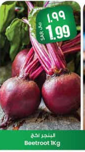 شمندر available at ستي فلاور in مملكة العربية السعودية, السعودية, سعودية - الرياض