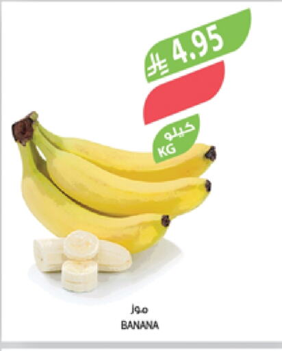Fresh Fruits in Farm , Saudi Arabia Offers - Saudi Arabia Banana available at Farm in KSA, Saudi Arabia, Saudi - Qatif