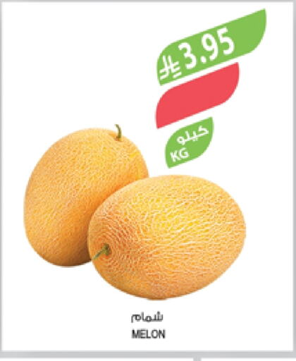 Fresh Fruits in Farm , Saudi Arabia Offers - Saudi Arabia Sweet melon available at Farm in KSA, Saudi Arabia, Saudi - Najran