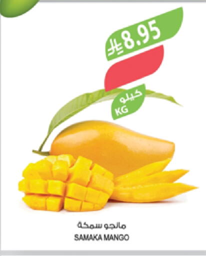 Fresh Fruits in Farm , Saudi Arabia Offers - Saudi Arabia Mangoes available at Farm in KSA, Saudi Arabia, Saudi - Qatif