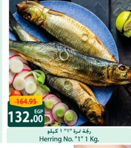 Frozen Fish in Spinneys , Egypt Offers - Egypt available at Spinneys in Egypt - Cairo