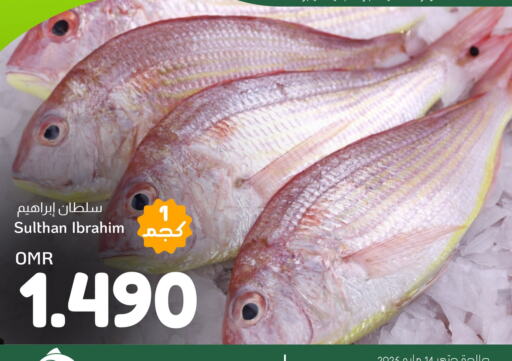 Fresh Fish in Al Amri Center, Oman Offers - Oman available at Al Amri Center in Oman - Muscat