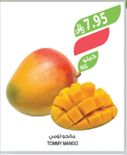 Fresh Fruits in Farm , Saudi Arabia Offers - Saudi Arabia Mangoes available at Farm in KSA, Saudi Arabia, Saudi - Qatif