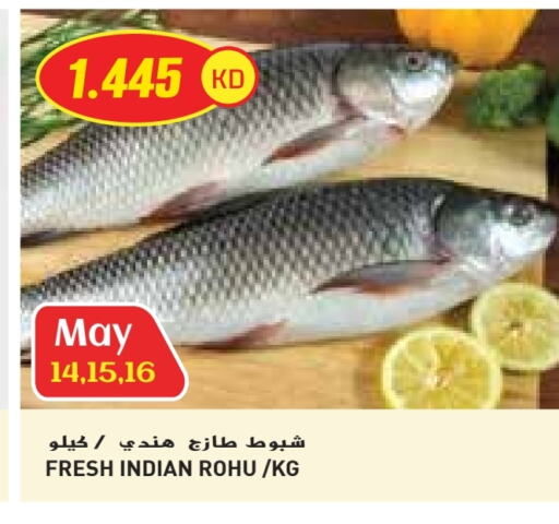 Fresh Fish in Grand Costo, Kuwait Offers - Kuwait available at Grand Costo in Kuwait - Ahmadi Governorate