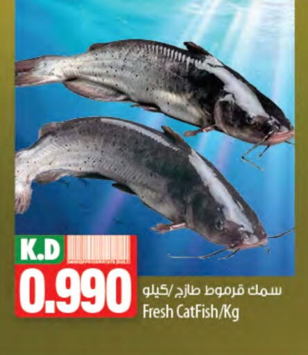 Fresh Fish in Mango Hypermarket , Kuwait Offers - Kuwait Mango available at Mango Hypermarket in Kuwait - Ahmadi Governorate
