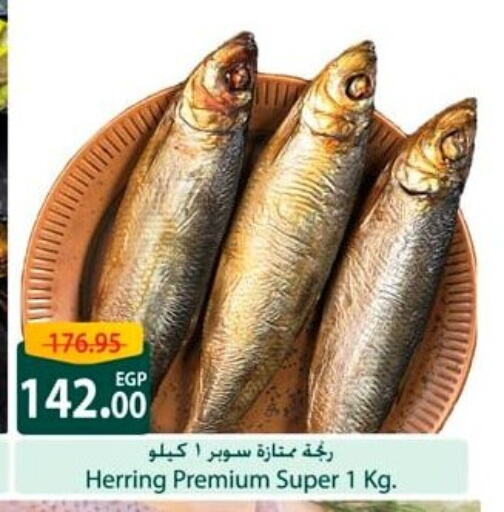 Frozen Fish in Spinneys , Egypt Offers - Egypt available at Spinneys in Egypt - Cairo