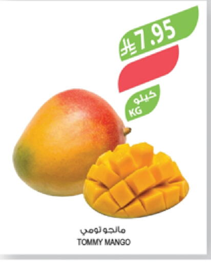Fresh Fruits in Farm , Saudi Arabia Offers - Saudi Arabia Mangoes available at Farm in KSA, Saudi Arabia, Saudi - Najran