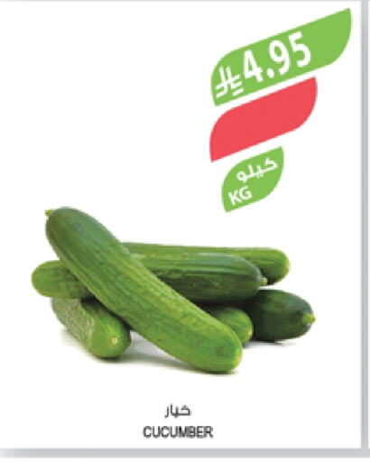 Cucumber available at Farm  in KSA, Saudi Arabia, Saudi - Al Khobar