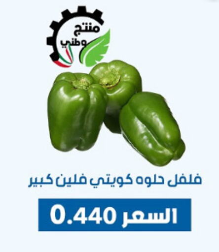 Fresh Vegetables in Dahiyat Abdullah Al Salem and Mansourieh Cooperative Society, Kuwait Offers - Kuwait Chilli / Capsicum available at Dahiyat Abdullah Al Salem and Mansourieh Cooperative Society in Kuwait - Jahra Governorate