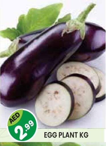available at سنابل بني ياس in الإمارات العربية المتحدة , الامارات - أبو ظبي