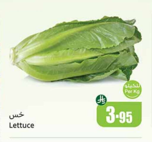 Lettuce available at Othaim Markets in KSA, Saudi Arabia, Saudi - Al Qunfudhah