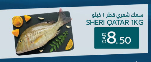 available at قصر الأغذية هايبرماركت in قطر - الوكرة