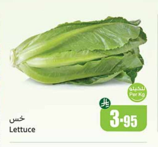 Lettuce available at Othaim Markets in KSA, Saudi Arabia, Saudi - Medina