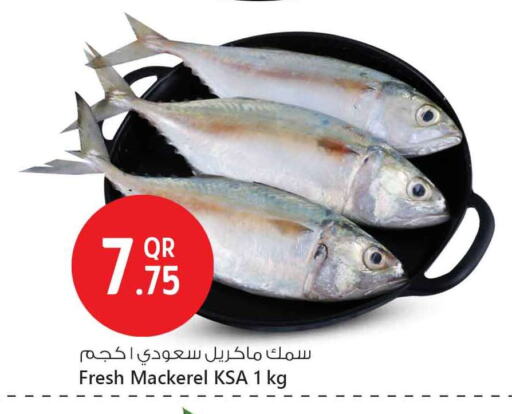 Fresh Fish in Safari Hypermarket, Qatar Offers - Qatar available at Safari Hypermarket in Qatar - Al Rayyan