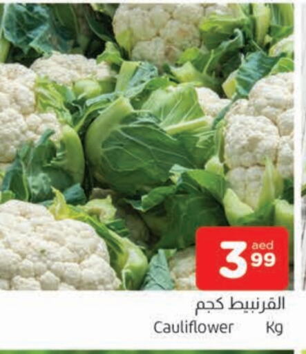قرنبيط available at المدينة in الإمارات العربية المتحدة , الامارات - الشارقة / عجمان