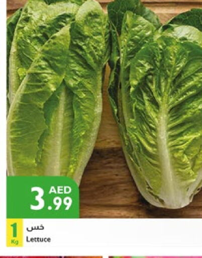 Lettuce available at Istanbul Supermarket in UAE - Ras al Khaimah
