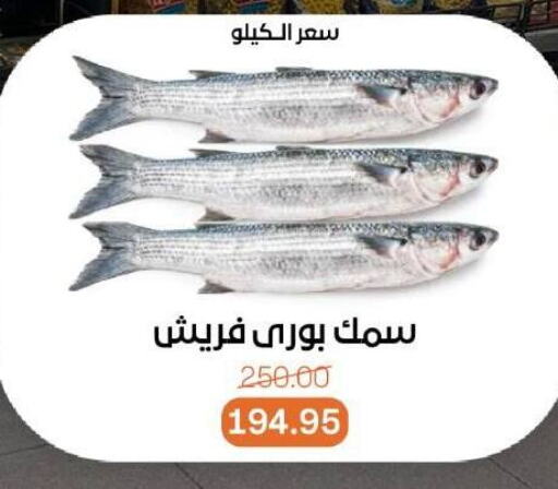 Fresh Fish in Beit El Gomla, Egypt Offers - Egypt available at Beit El Gomla in Egypt - Cairo