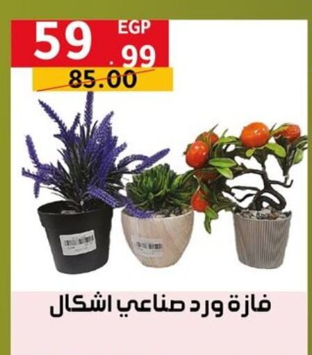 تأثيث وديكورات المنزل in الحبيب ماركت, Egypt Offers - Egypt available at الحبيب ماركت in Egypt - القاهرة