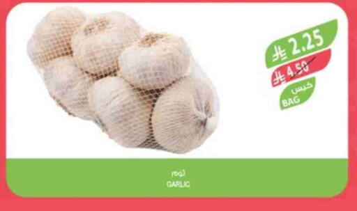 Garlic available at Farm  in KSA, Saudi Arabia, Saudi - Riyadh