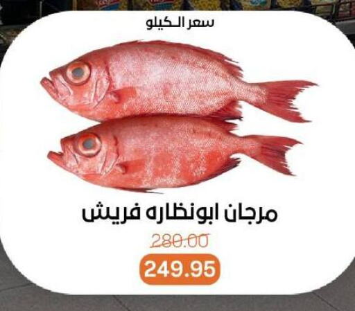 Fresh Fish in Beit El Gomla, Egypt Offers - Egypt available at Beit El Gomla in Egypt - Cairo