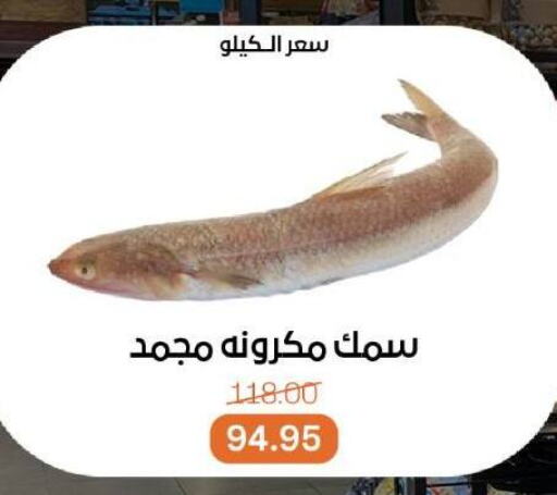 Fresh Fish in Beit El Gomla, Egypt Offers - Egypt available at Beit El Gomla in Egypt - Cairo