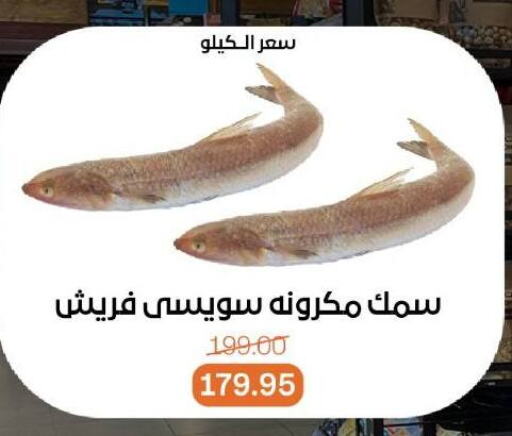 Fresh Fish in Beit El Gomla, Egypt Offers - Egypt available at Beit El Gomla in Egypt - Cairo