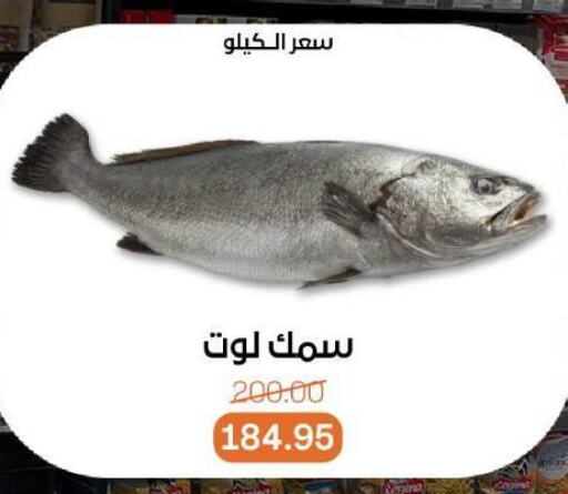 Fresh Fish in Beit El Gomla, Egypt Offers - Egypt available at Beit El Gomla in Egypt - Cairo