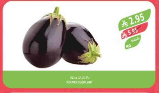 الخضروات الطازجة in المزرعة, المملكة العربية السعودية Offers - المملكة العربية السعودية Eggplant available at المزرعة in مملكة العربية السعودية, السعودية, سعودية - جازان